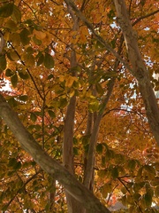 Parrotia