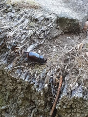 Oryctes nasicornis grypus