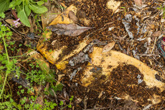 Brunsvigia orientalis