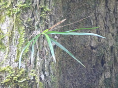 Angraecum pusillum
