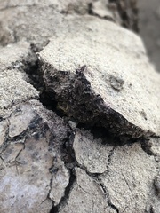 Pisolithus