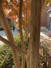 Parrotia