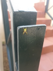 Araniella cucurbitina