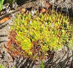 Haworthia
