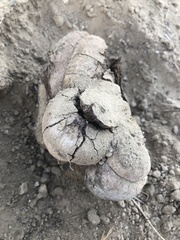 Pisolithus