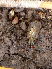 Anthomyiidae
