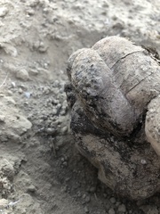 Pisolithus