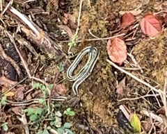 Thamnophis