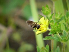 Pyrophaena granditarsis