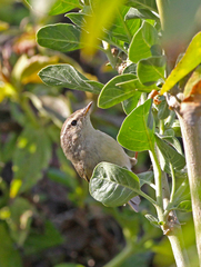 Phylloscopus humei