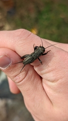 Gryllus veletis