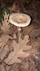 Macrolepiota mastoidea