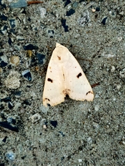 Ophiusa parcemacula