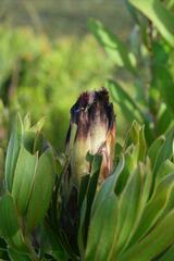 Protea lepidocarpodendron