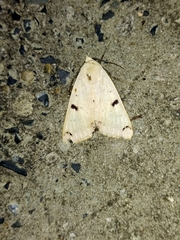 Ophiusa parcemacula