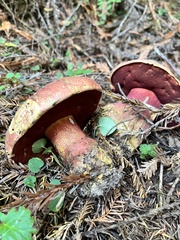 Rubroboletus