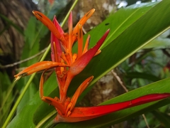 Heliconia latispatha