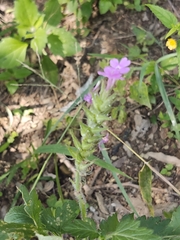 Glandularia canadensis
