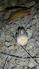 Pararaneus cyrtoscapus