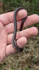 Carphophis amoenus amoenus