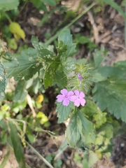 Glandularia canadensis