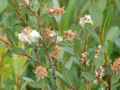 Salix pedicellaris