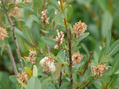 Salix pedicellaris