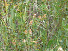 Salix pedicellaris