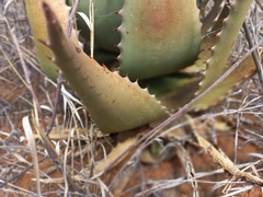 Aloe distans