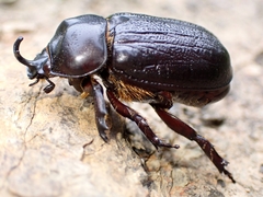 Hoploryctoderus tridens