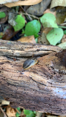 Arion hortensis
