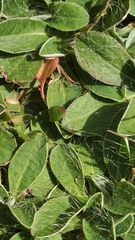 Pilosella officinarum