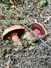 Rubroboletus