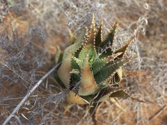 Aloe distans