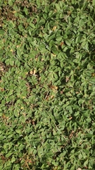 Pilosella officinarum