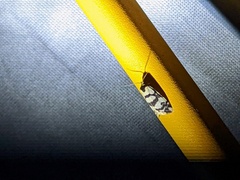 Philobota impletella