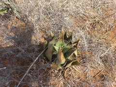 Aloe distans