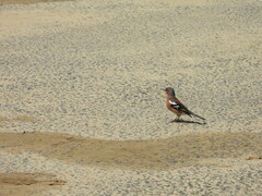 Fringilla coelebs gengleri