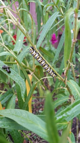 Monarch photographed in Missouri