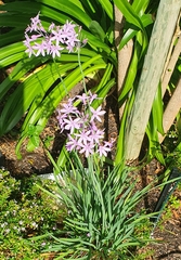 Tulbaghia violacea