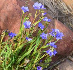 Aristea africana
