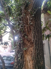 Microgramma mortoniana