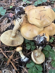 Cortinarius citrinifolius