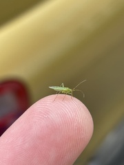 Blepharidopterus angulatus