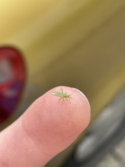 Blepharidopterus angulatus