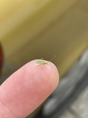 Blepharidopterus angulatus