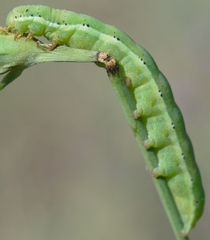 Polymixis rufocincta