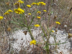 Leysera gnaphalodes