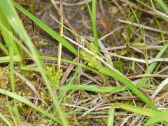 Carex conoidea