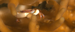 Tetralia glaberrima